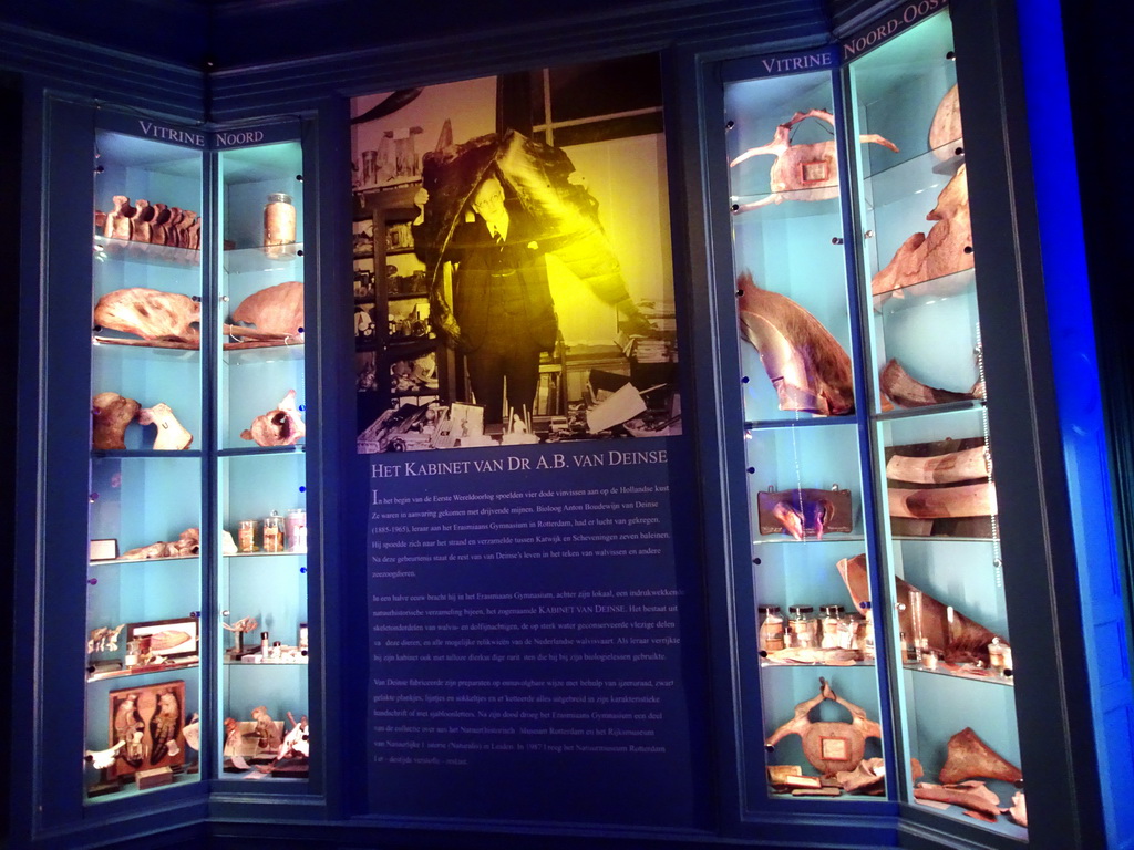 Vitrines with whale objects and information on the Cabinet of Dr. A.B. van Deinse at the Ground Floor of the Natuurhistorisch Museum Rotterdam