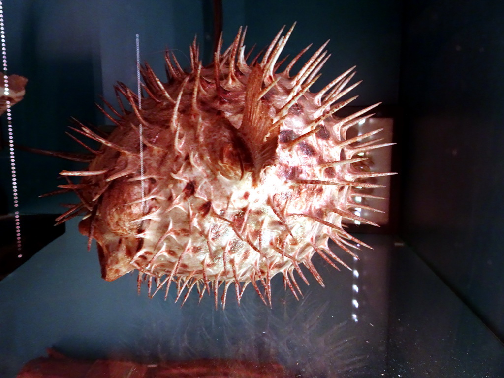 Pufferfish at the Cabinet of Dr. A.B. van Deinse at the Ground Floor of the Natuurhistorisch Museum Rotterdam