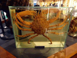 Stuffed European Spider Crab in the Biodiversity Room at the Ground Floor of the Natuurhistorisch Museum Rotterdam, with explanation