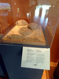 Dinosaur eggs at the Uitslovers Room at the Ground Floor of the Natuurhistorisch Museum Rotterdam, with explanation