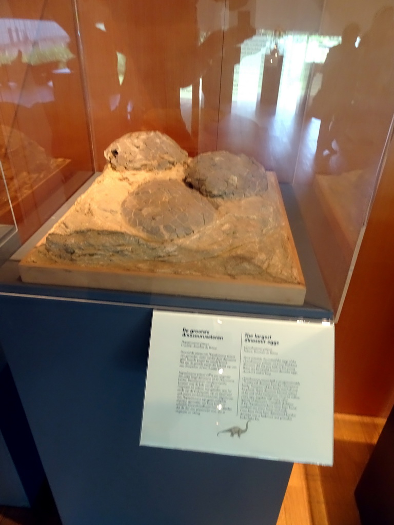 Dinosaur eggs at the Uitslovers Room at the Ground Floor of the Natuurhistorisch Museum Rotterdam, with explanation