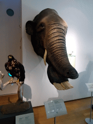 Skull of a Platybelodon at the Uitslovers Room at the Ground Floor of the Natuurhistorisch Museum Rotterdam