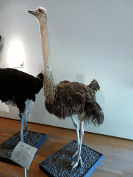 Stuffed Ostrich at the Uitslovers Room at the Ground Floor of the Natuurhistorisch Museum Rotterdam, with explanation