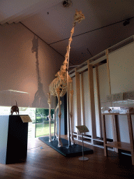 Skeleton of a Giraffe at the Uitslovers Room at the Ground Floor of the Natuurhistorisch Museum Rotterdam