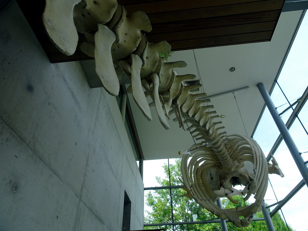 Skeleton of a Sperm Whale at the Ground Floor of the Natuurhistorisch Museum Rotterdam