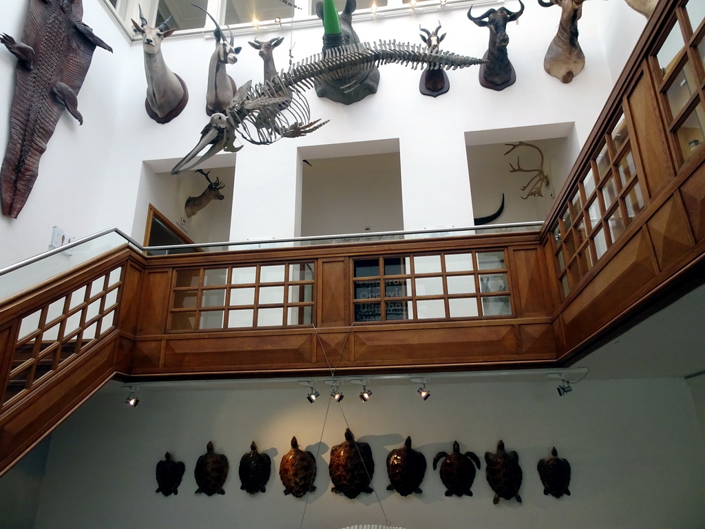 Skeleton, stuffed animal heads and turtles in the Hall of the Natuurhistorisch Museum Rotterdam