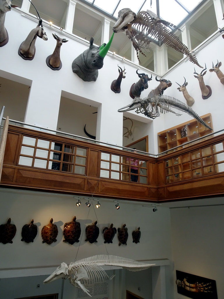 Skeletons, stuffed animal heads and turtles in the Hall of the Natuurhistorisch Museum Rotterdam