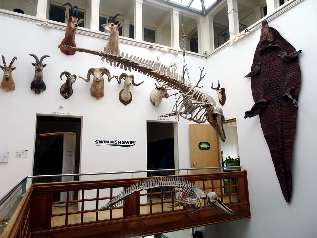 Skeletons and stuffed animal heads in the Hall at the Upper Floor of the Natuurhistorisch Museum Rotterdam