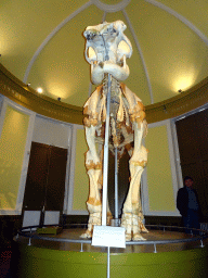 Miaomiao`s father with a skeleton of an African Elephant at the Torenkamer Room at the Upper Floor of the Natuurhistorisch Museum Rotterdam, with explanation