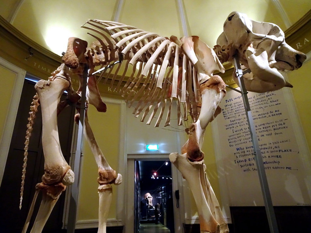 Skeleton of an African Elephant at the Torenkamer Room at the Upper Floor of the Natuurhistorisch Museum Rotterdam