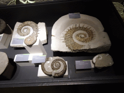 Ammonoid fossils at the `Opgeraapt, Opgevist, Uitgehakt` Room at the Upper Floor of the Natuurhistorisch Museum Rotterdam, with explanation