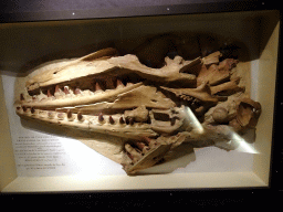Mosasaurus skull at the `Opgeraapt, Opgevist, Uitgehakt` Room at the Upper Floor of the Natuurhistorisch Museum Rotterdam, with explanation