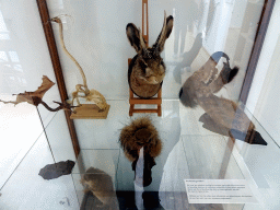 Fantasy stuffed animals at the Upper Floor of the Natuurhistorisch Museum Rotterdam, with explanation