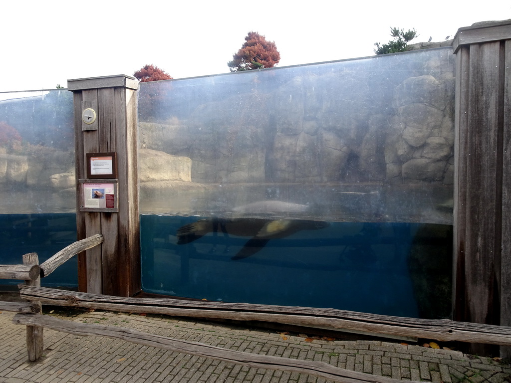 California Sea Lion at the Oceanium at the Diergaarde Blijdorp zoo, with explanation