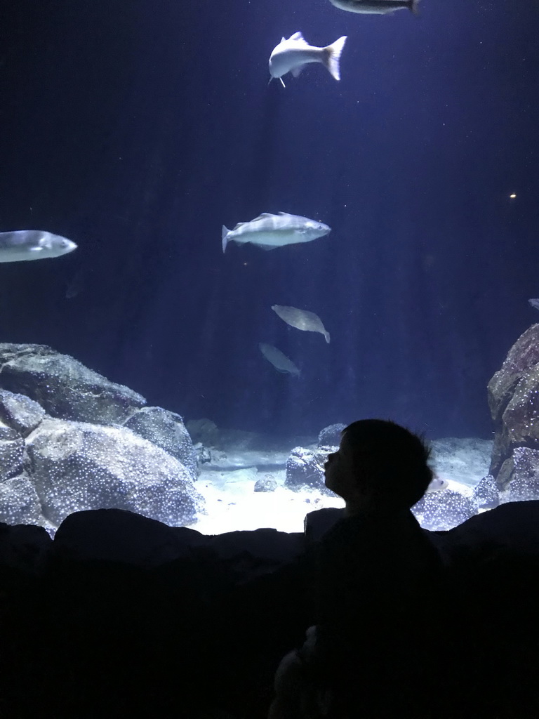 Max looking at fish at the Oceanium at the Diergaarde Blijdorp zoo