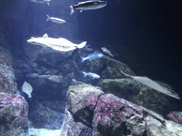 Fish and Stingrays at the Oceanium at the Diergaarde Blijdorp zoo