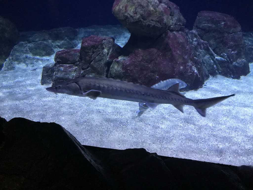 Sturgeons at the Oceanium at the Diergaarde Blijdorp zoo