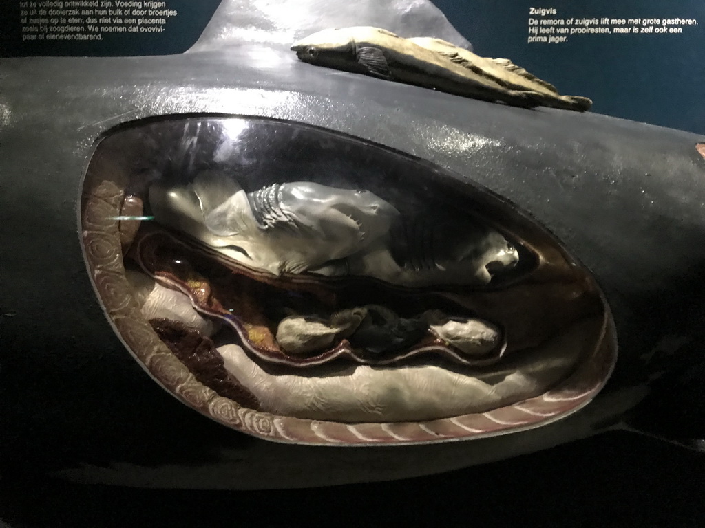 Model of a pregnant Shark and a Remora at the Oceanium at the Diergaarde Blijdorp zoo