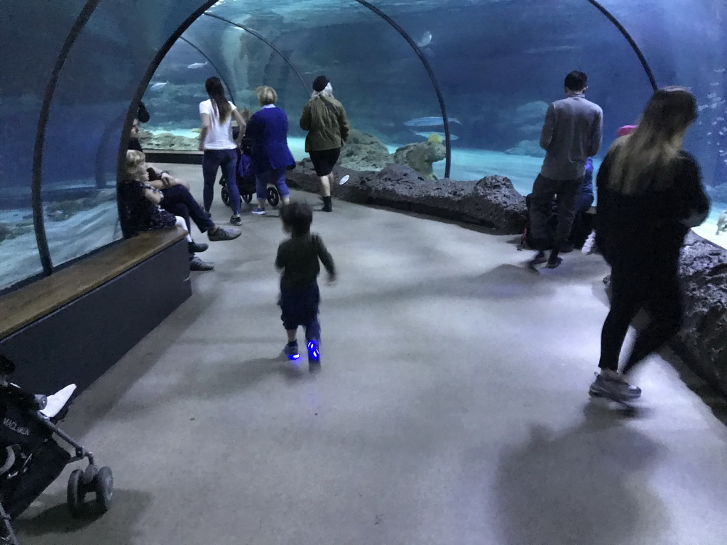 Max in the Shark Tunnel at the Oceanium at the Diergaarde Blijdorp zoo