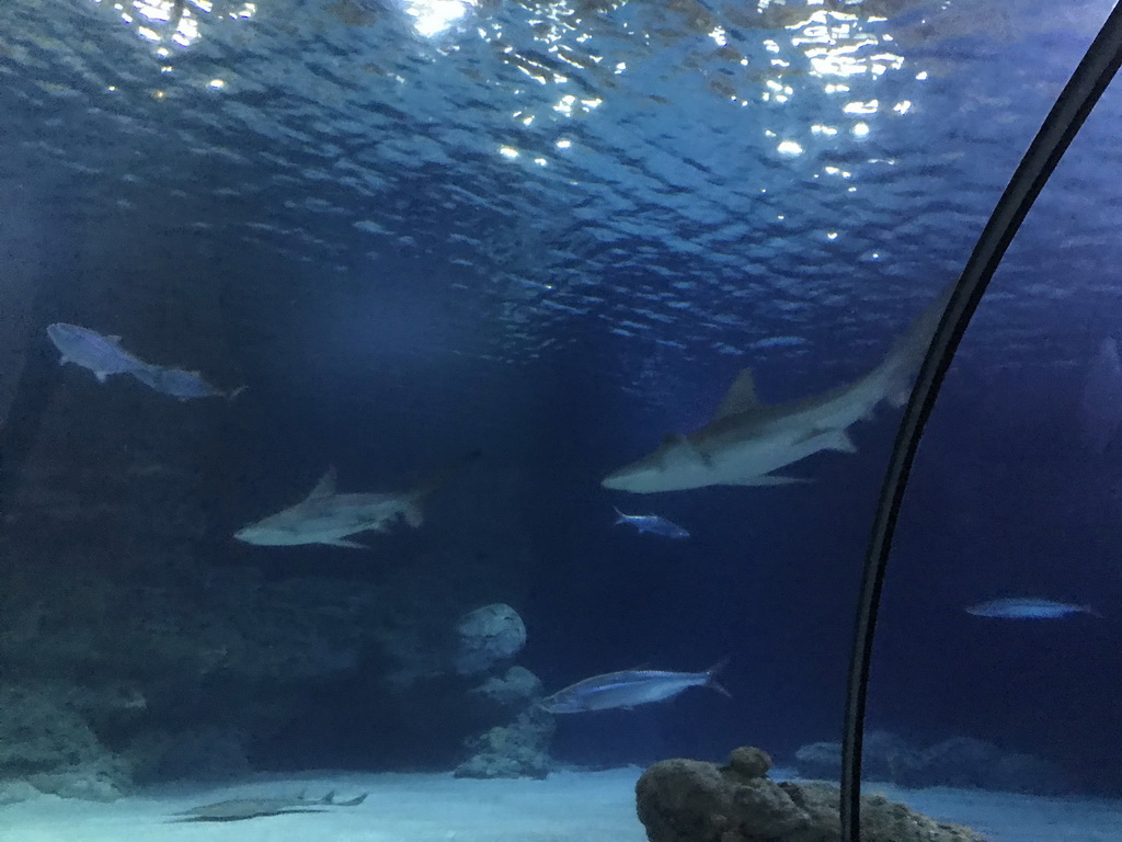 Sharks and other fish at the Shark Tunnel at the Oceanium at the Diergaarde Blijdorp zoo