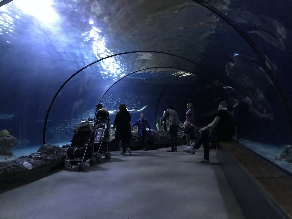 Shark Tunnel at the Oceanium at the Diergaarde Blijdorp zoo