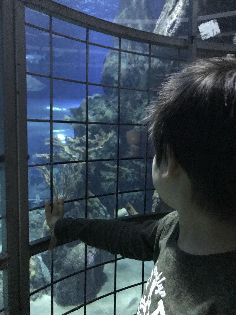 Max looking at Sharks at the Oceanium at the Diergaarde Blijdorp zoo