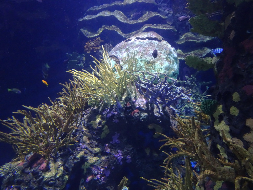 Fish and coral at the Great Barrier Reef section at the Oceanium at the Diergaarde Blijdorp zoo