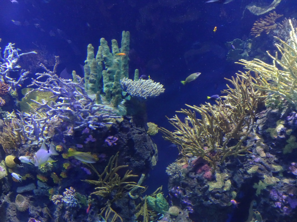 Fish and coral at the Great Barrier Reef section at the Oceanium at the Diergaarde Blijdorp zoo