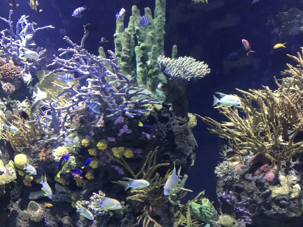 Fish and coral at the Great Barrier Reef section at the Oceanium at the Diergaarde Blijdorp zoo