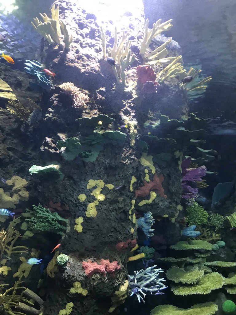 Fish and coral at the Great Barrier Reef section at the Oceanium at the Diergaarde Blijdorp zoo