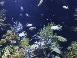 Fish and coral at the Great Barrier Reef section at the Oceanium at the Diergaarde Blijdorp zoo