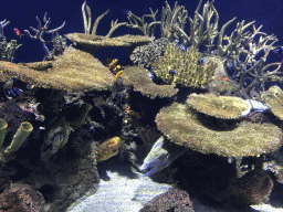 Moray Eel, fish and coral at the Great Barrier Reef section at the Oceanium at the Diergaarde Blijdorp zoo
