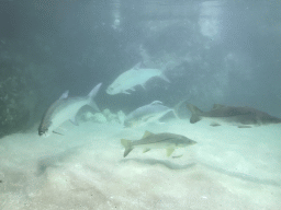 Fish at the Caribbean Sand Beach section at the Oceanium at the Diergaarde Blijdorp zoo