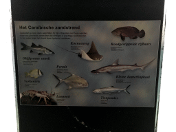Information on the animal species at the Caribbean Sand Beach section at the Oceanium at the Diergaarde Blijdorp zoo