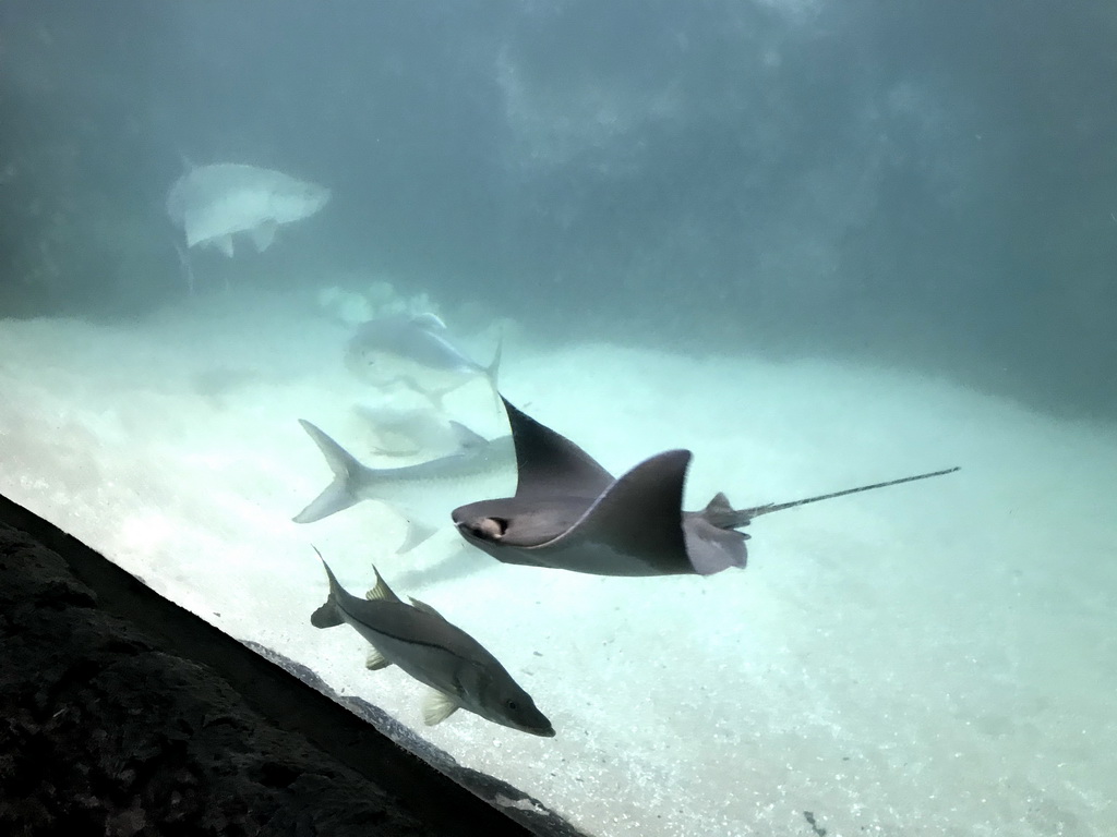 Cownose Rays and fish at the Caribbean Sand Beach section at the Oceanium at the Diergaarde Blijdorp zoo