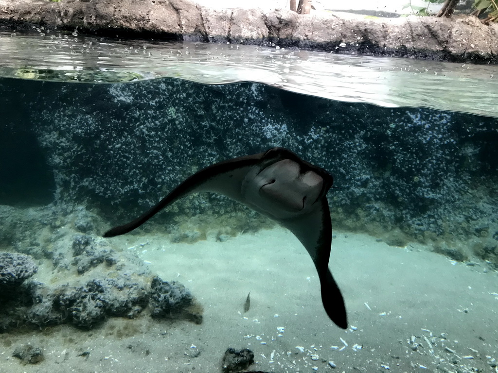 Cownose Ray at the Caribbean Sand Beach section at the Oceanium at the Diergaarde Blijdorp zoo