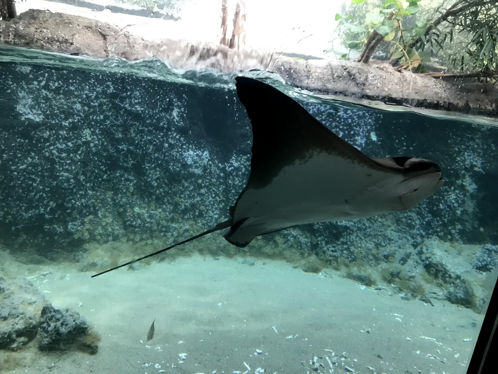 Cownose Ray at the Caribbean Sand Beach section at the Oceanium at the Diergaarde Blijdorp zoo