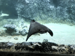 Cownose Rays at the Caribbean Sand Beach section at the Oceanium at the Diergaarde Blijdorp zoo