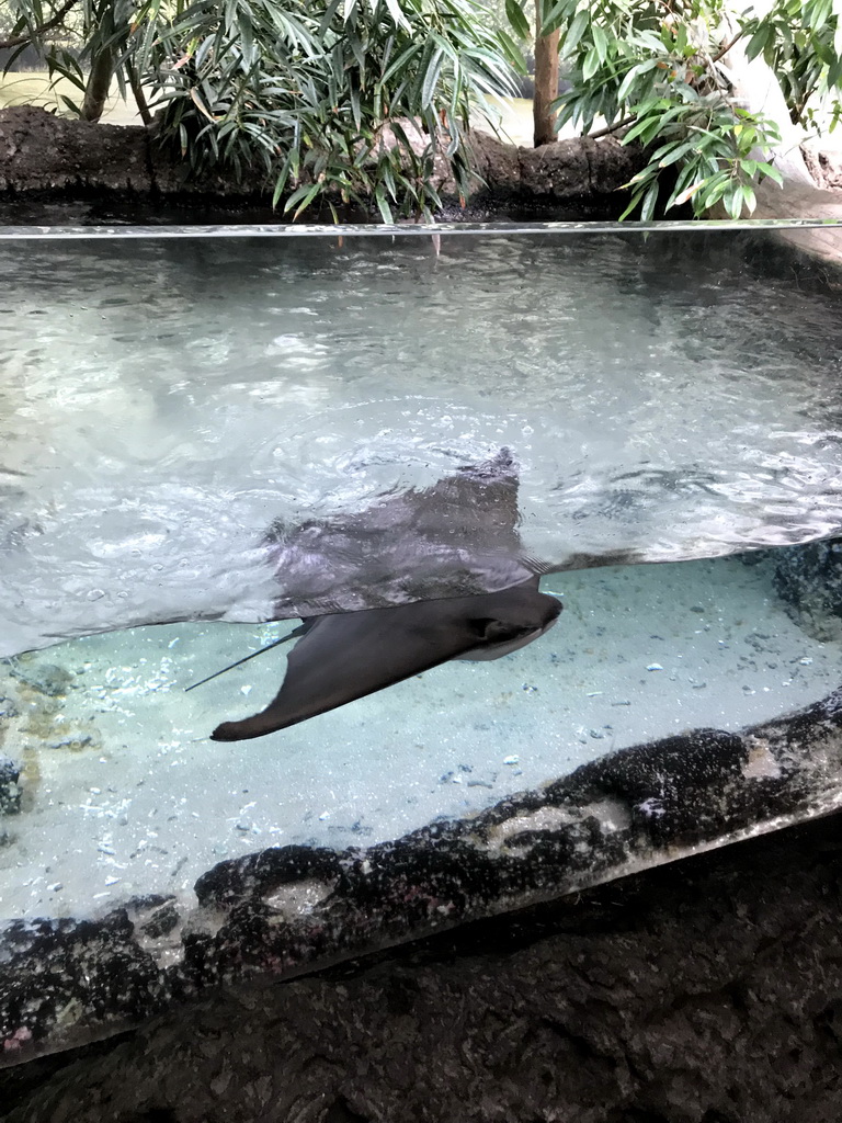 Cownose Ray at the Caribbean Sand Beach section at the Oceanium at the Diergaarde Blijdorp zoo