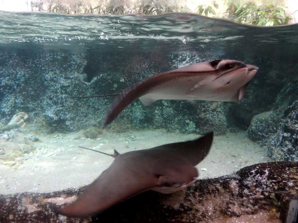 Cownose Rays at the Caribbean Sand Beach section at the Oceanium at the Diergaarde Blijdorp zoo