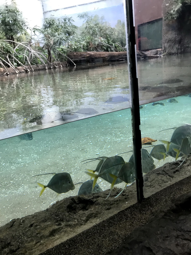 Fish at the Caribbean Sand Beach section at the Oceanium at the Diergaarde Blijdorp zoo