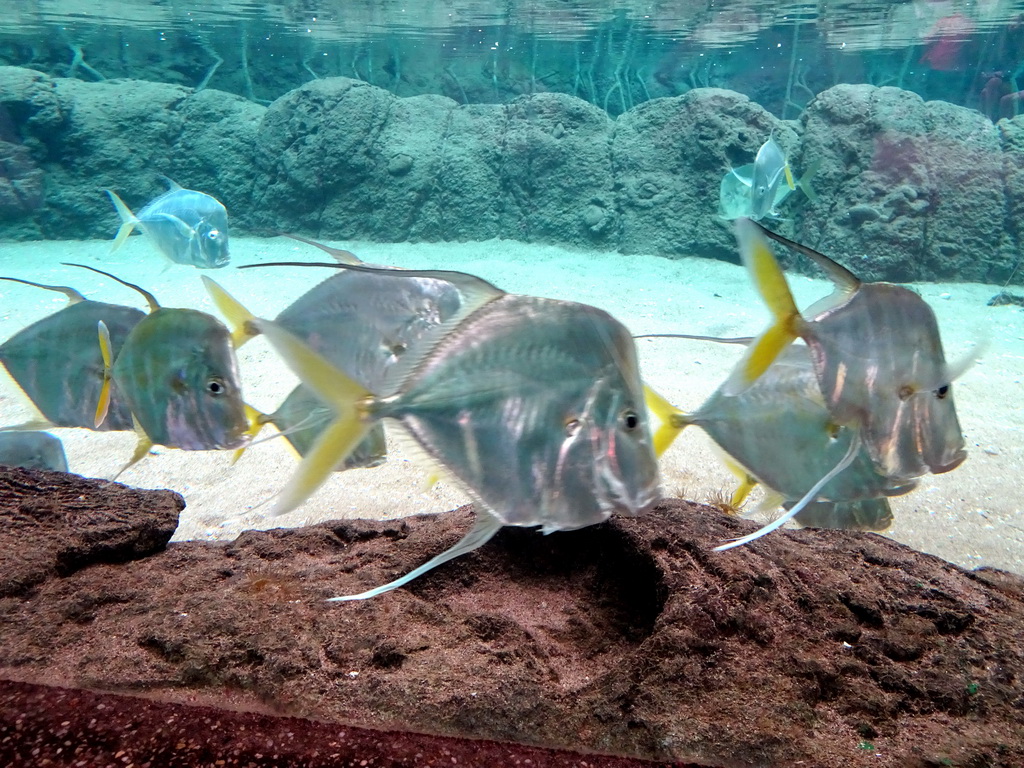 Fish at the Caribbean Sand Beach section at the Oceanium at the Diergaarde Blijdorp zoo