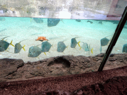 Fish and Starfish at the Caribbean Sand Beach section at the Oceanium at the Diergaarde Blijdorp zoo