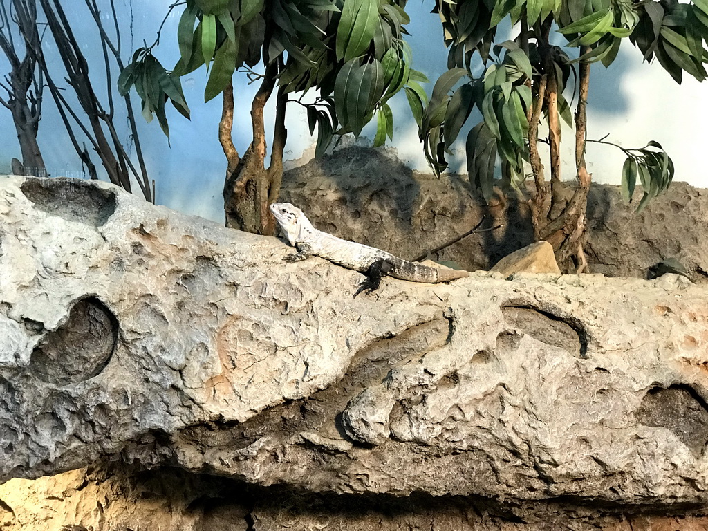 Rhinoceros Iguana at the Oceanium at the Diergaarde Blijdorp zoo