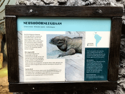 Explanation on the Rhinoceros Iguana at the Oceanium at the Diergaarde Blijdorp zoo