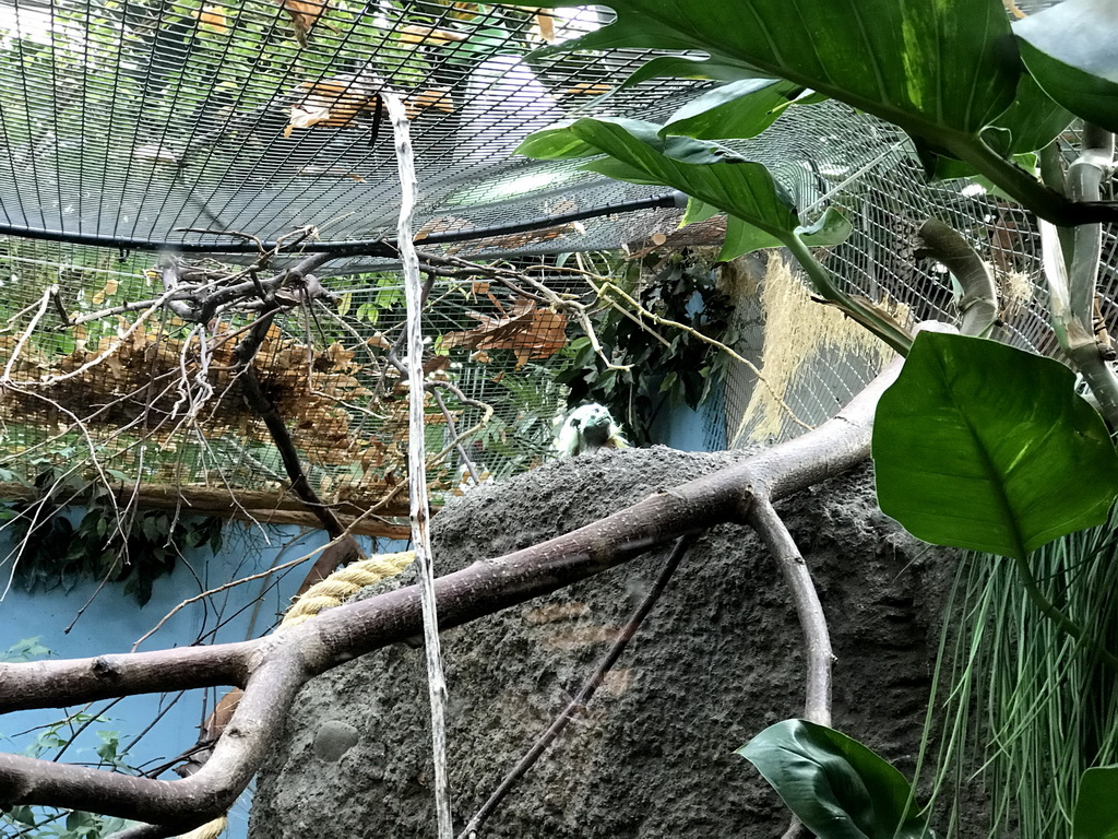 Cotton-top Tamarin at the Oceanium at the Diergaarde Blijdorp zoo