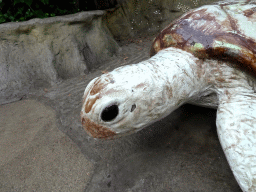 Turtle statue at the Oceanium at the Diergaarde Blijdorp zoo