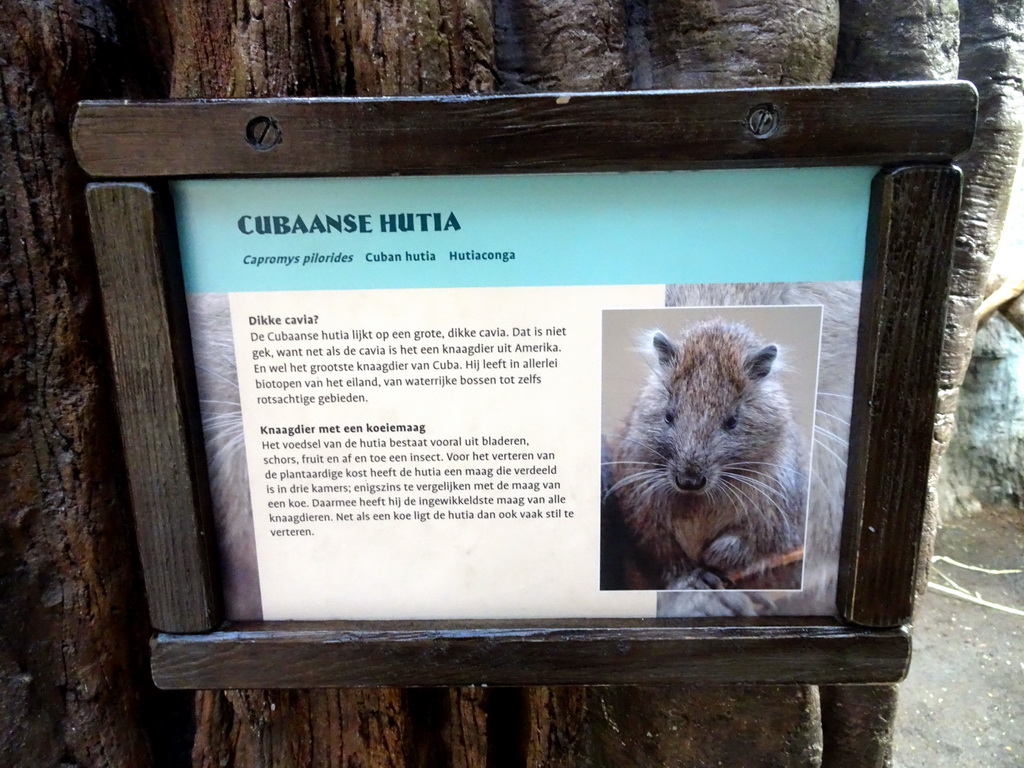 Explanation on the Cubian Hutia at the Oceanium at the Diergaarde Blijdorp zoo