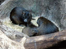 Cubian Hutias at the Oceanium at the Diergaarde Blijdorp zoo