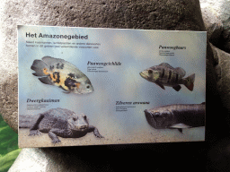 Information on the animal species at the Amazone area at the Oceanium at the Diergaarde Blijdorp zoo